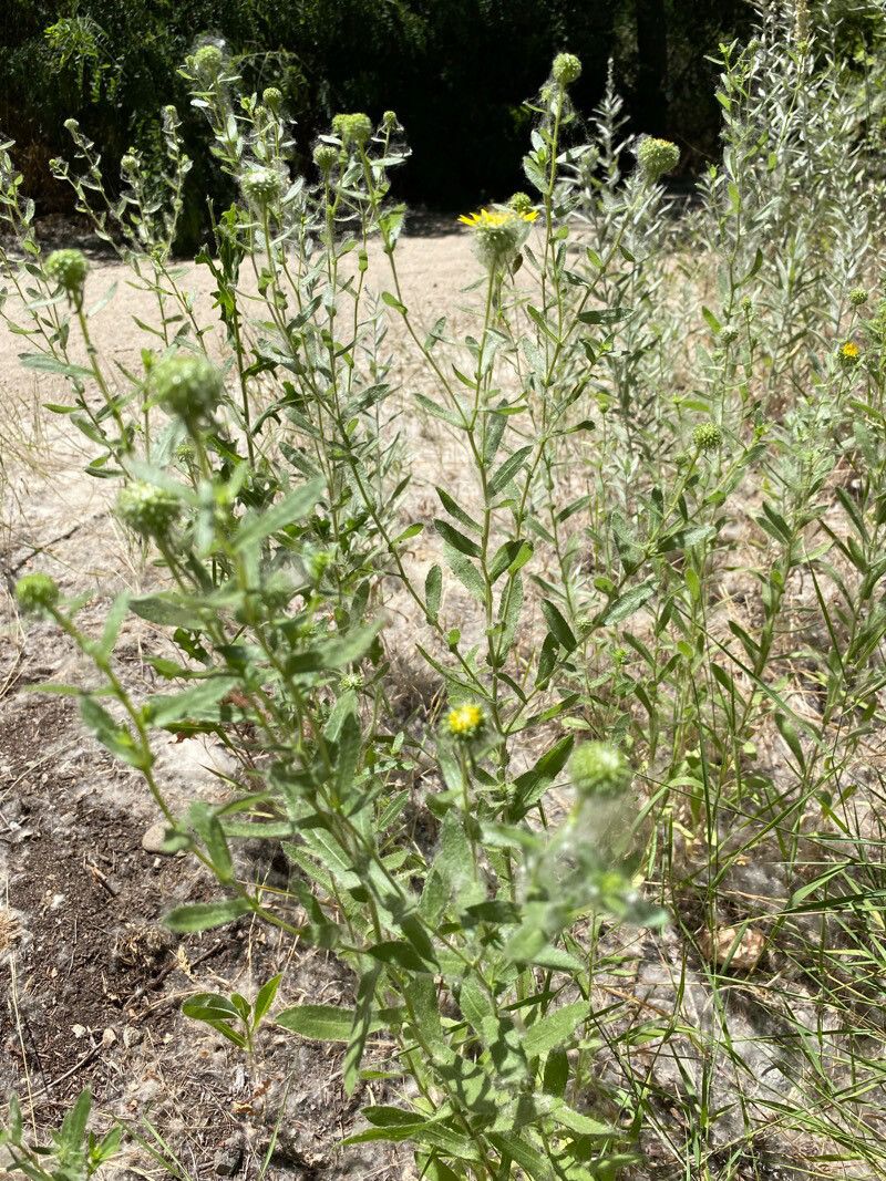 Grindelia hirsutula — houseplant care guide