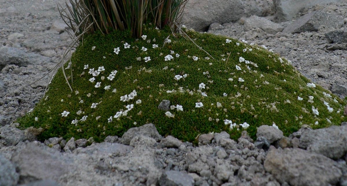 Arenaria dicranoides — houseplant care guide