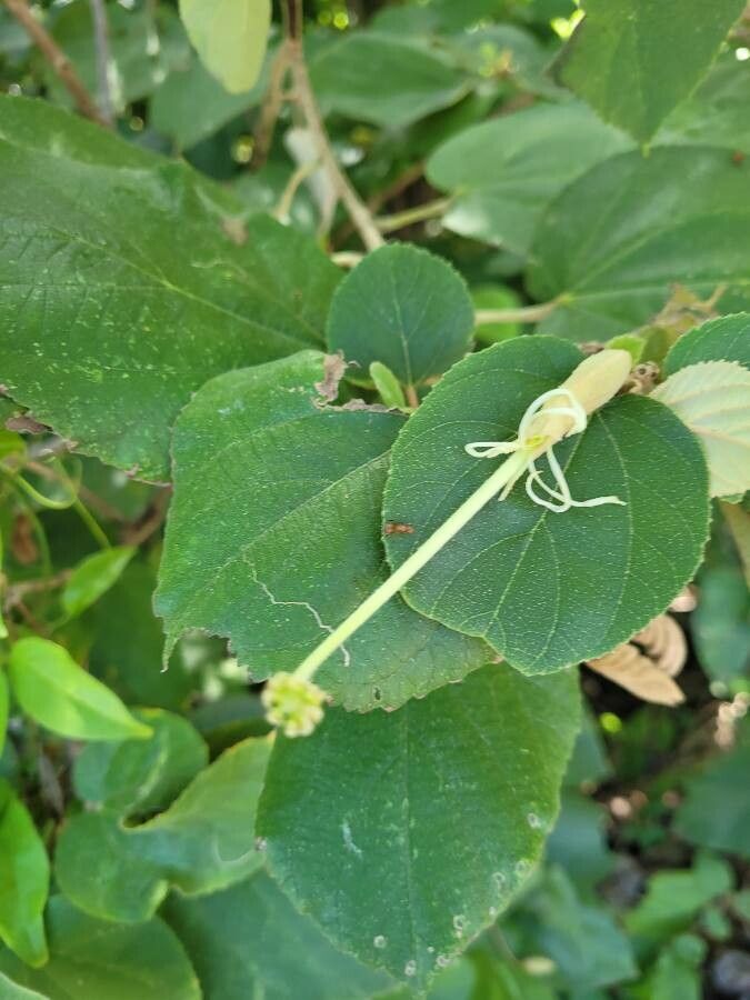 Helicteres isora — houseplant care guide