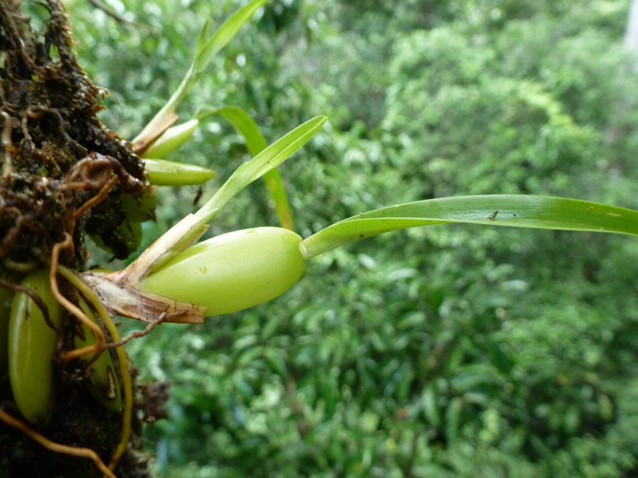 Maxillariella alba leaf