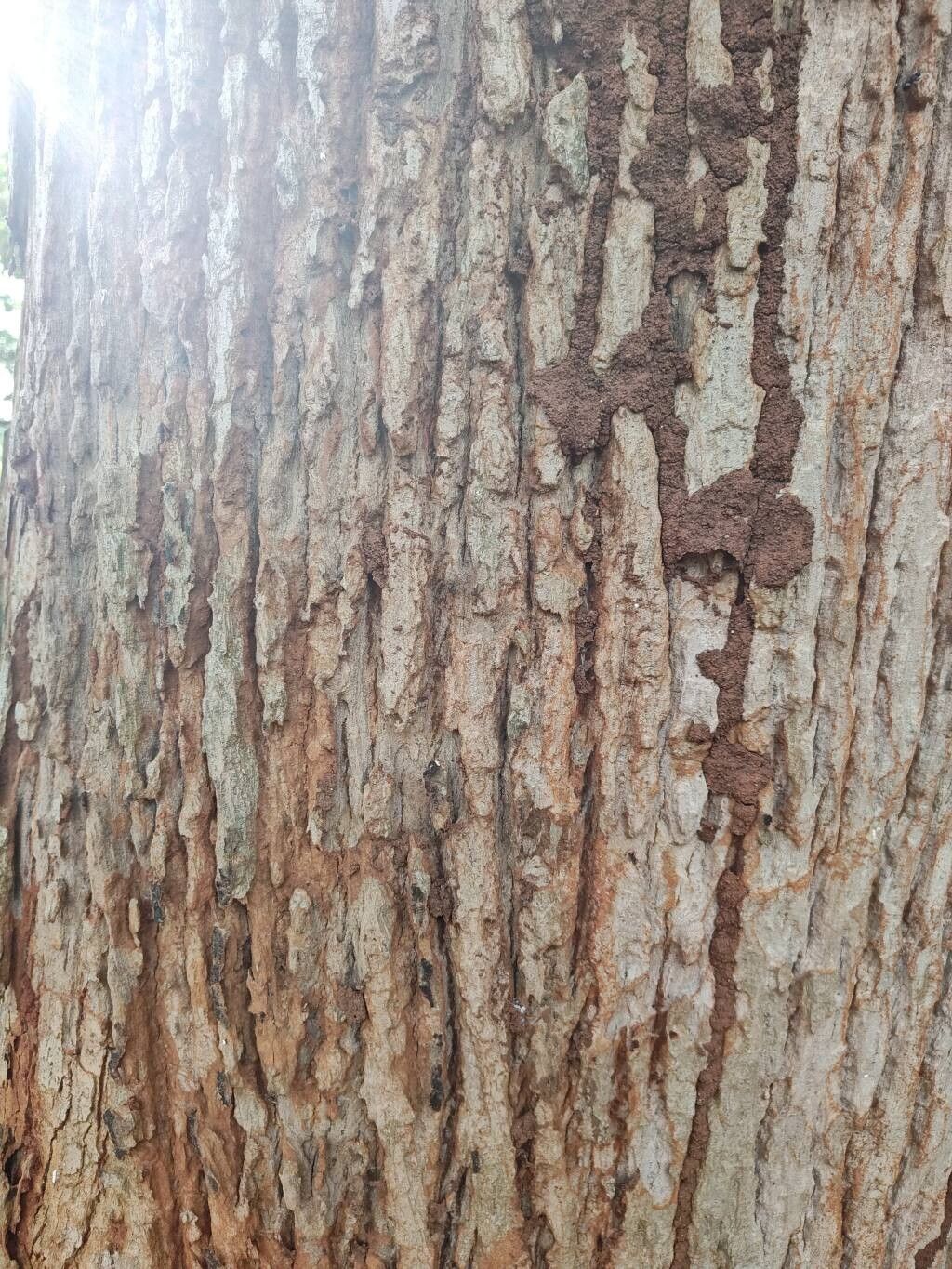Cordia millenii bark