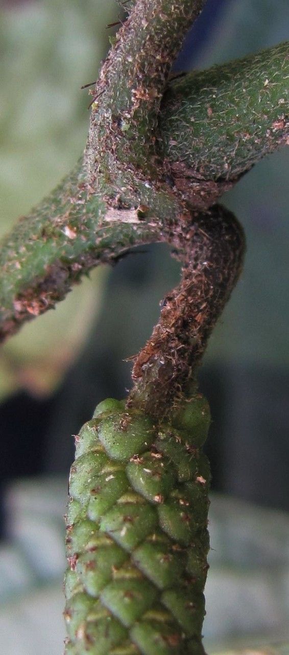 Piper generalense fruit