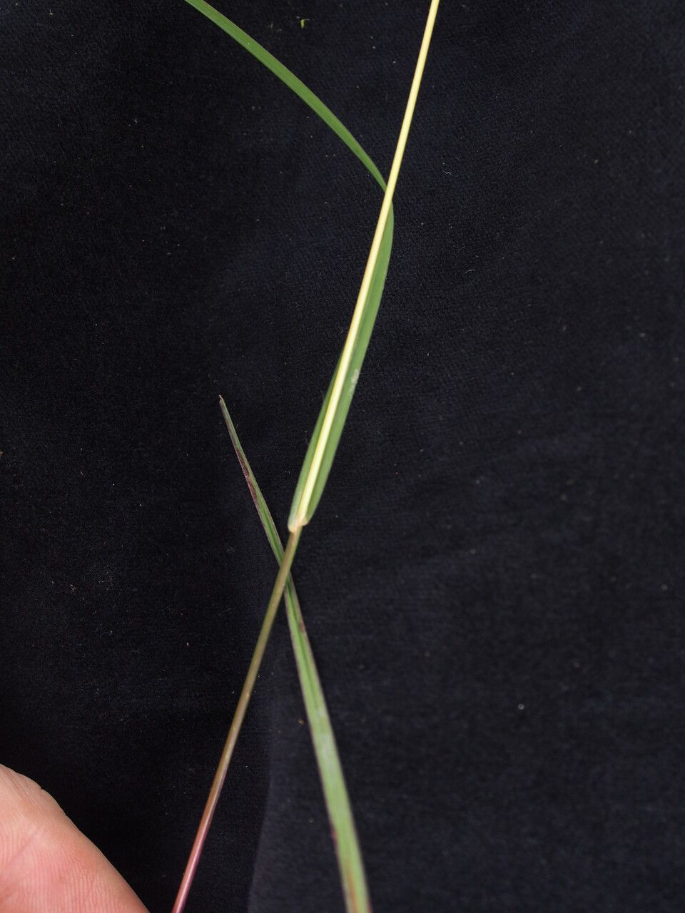 Themeda hookeri other
