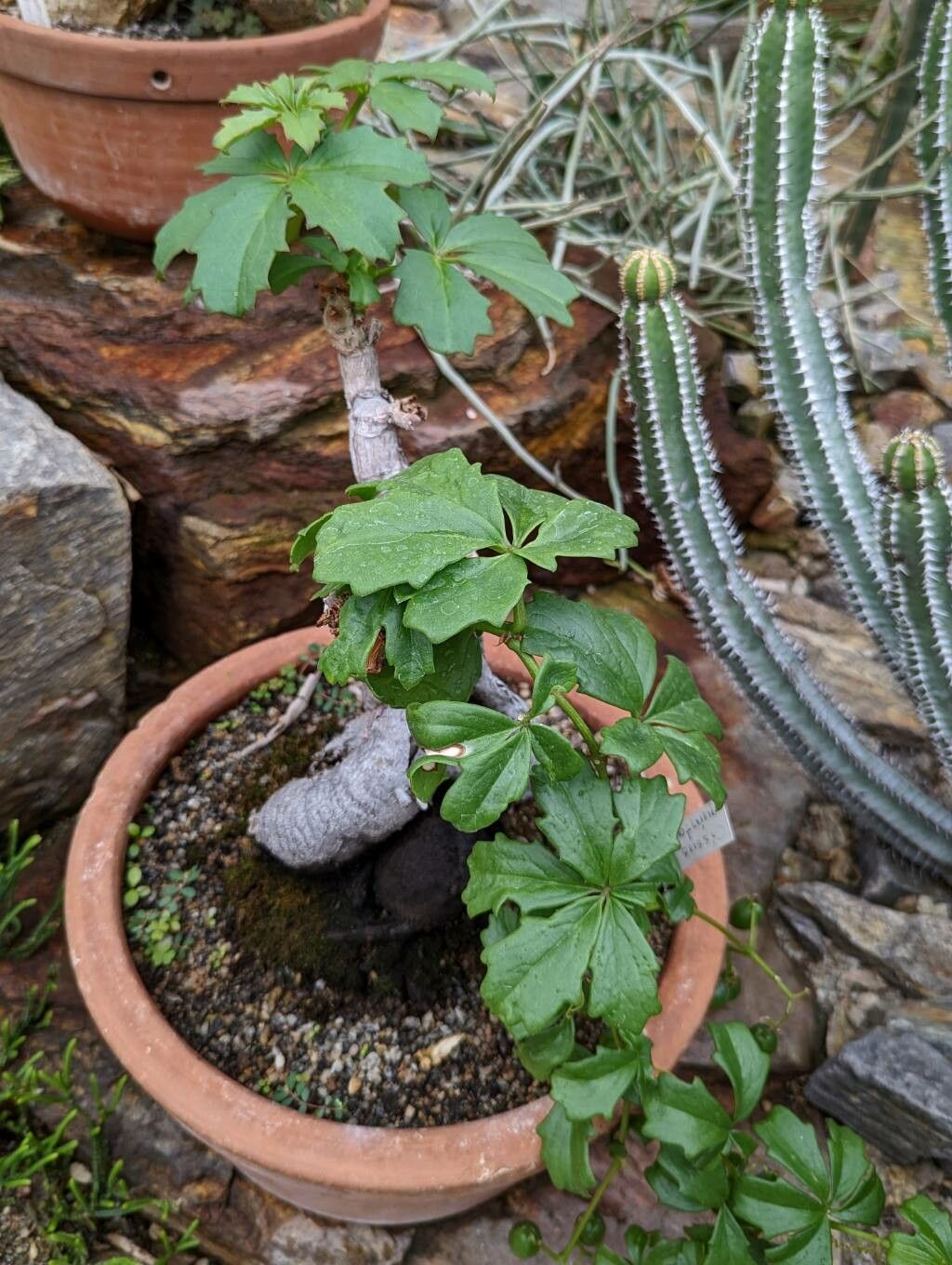 Cyphostemma quinatum habit