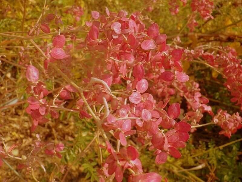 Rumex sagittatus fruit