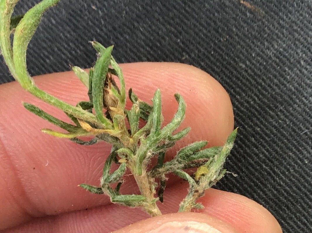 Centaurea resupinata — houseplant care guide