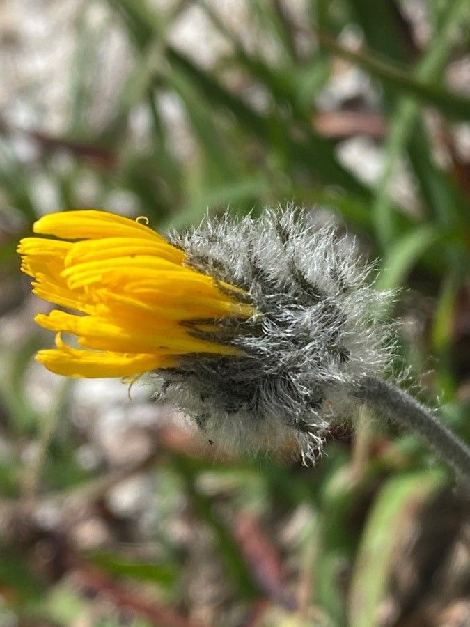 Hieracium piliferum flower