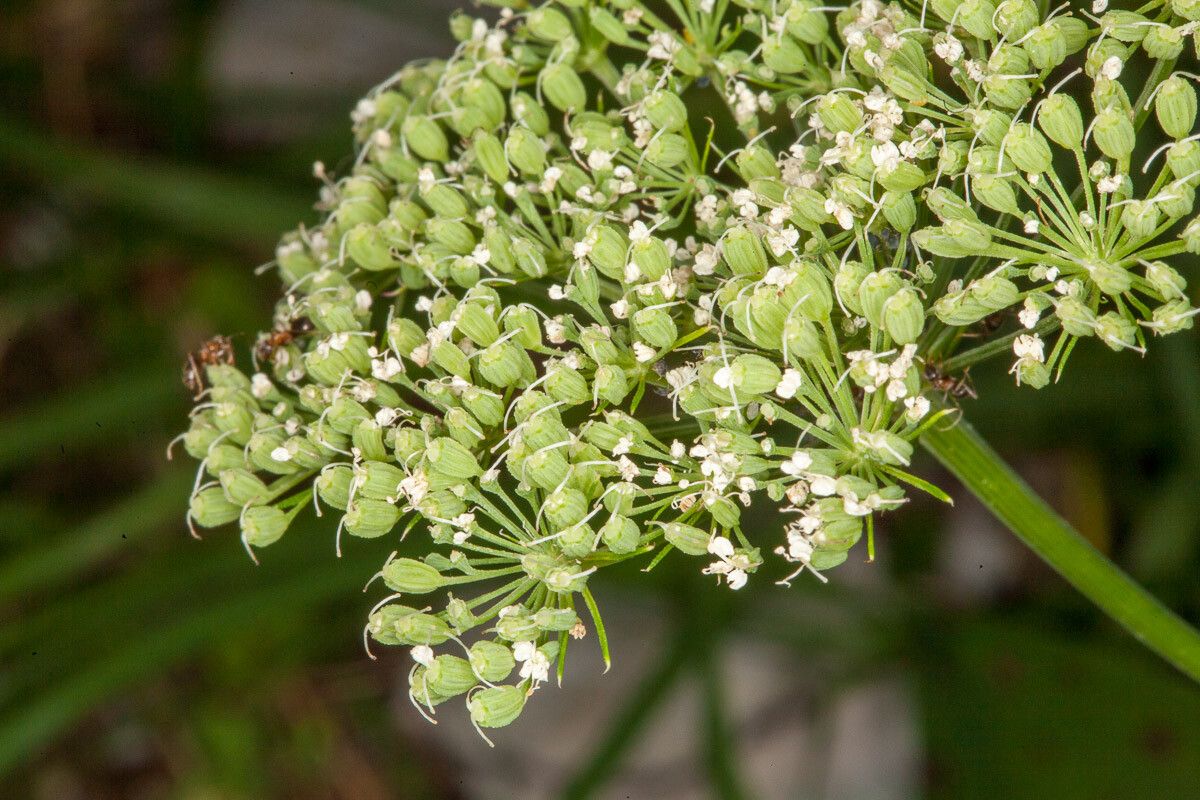 Cnidium silaifolium fruit