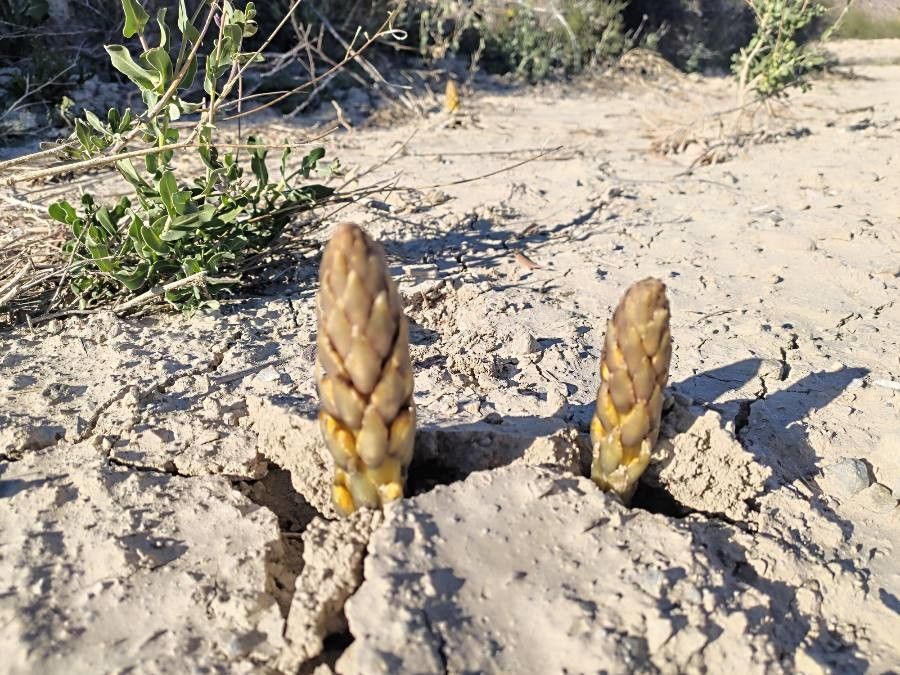 Cistanche phelypaea — search result for 'Orobanchaceae'