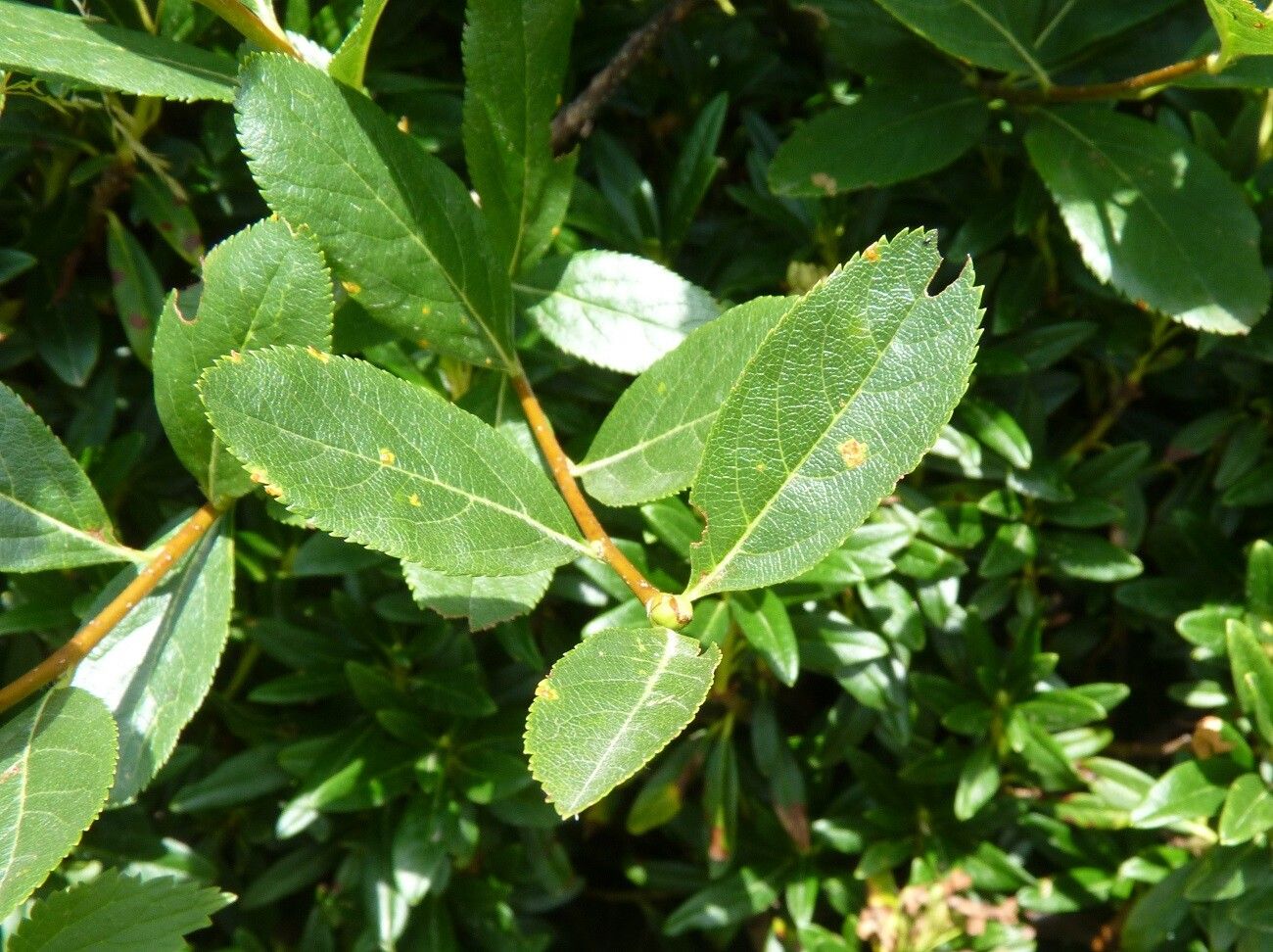 Sorbus chamaemespilus — houseplant care guide