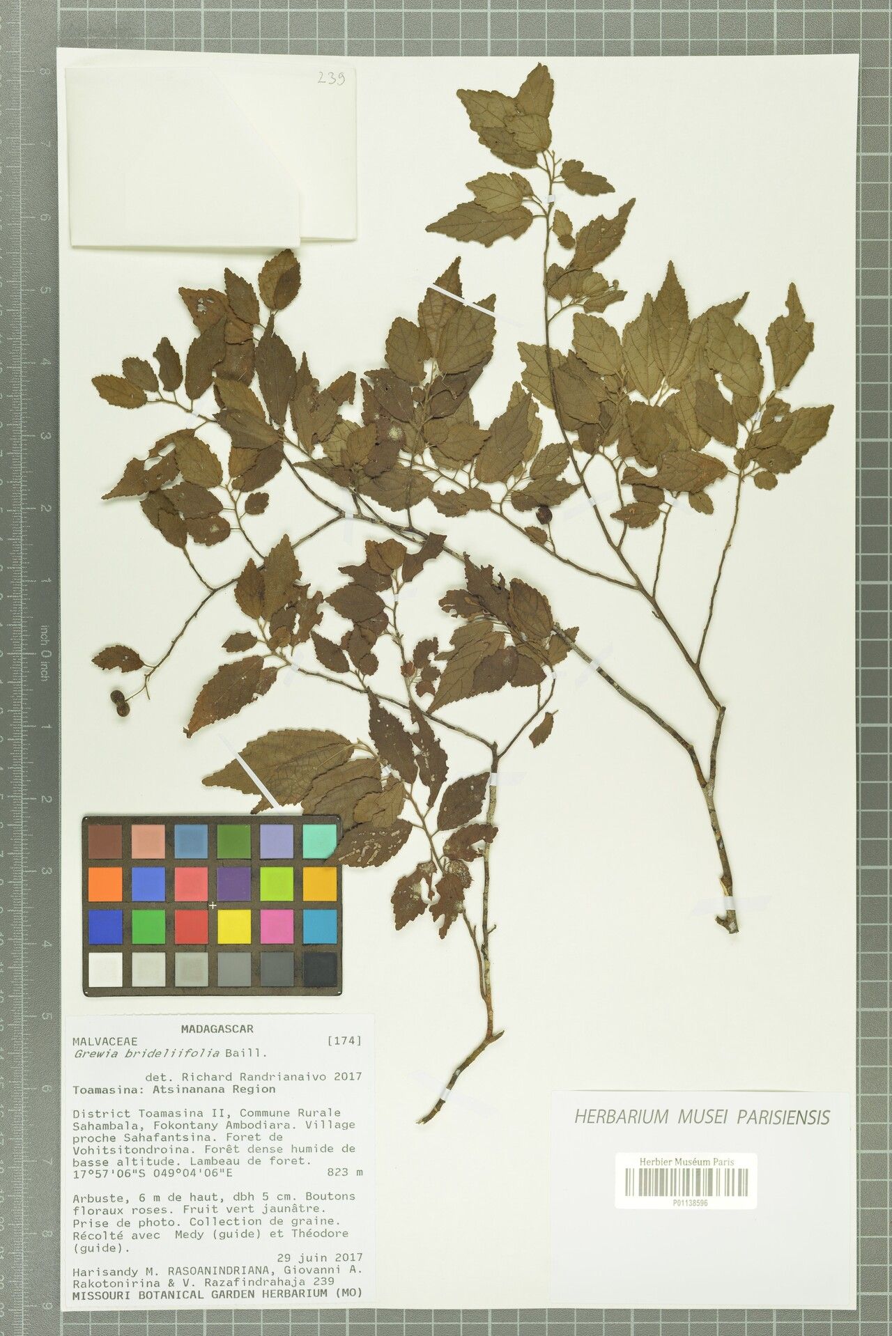 Grewia brideliifolia — houseplant care guide