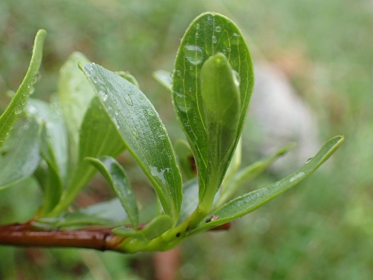 Salix retusa — search result for 'Salicaceae'