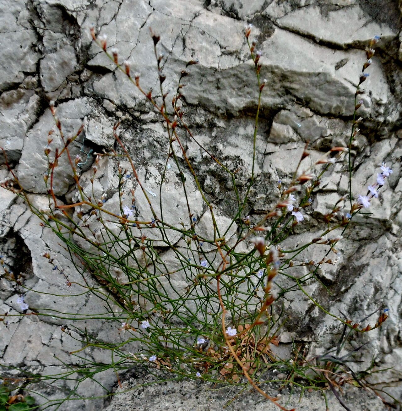 Limonium bocconei habit