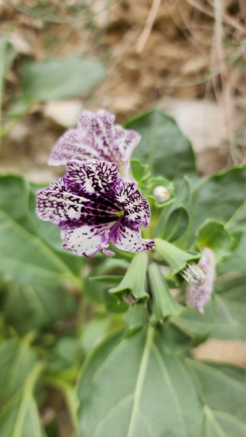 Hyoscyamus insanus flower