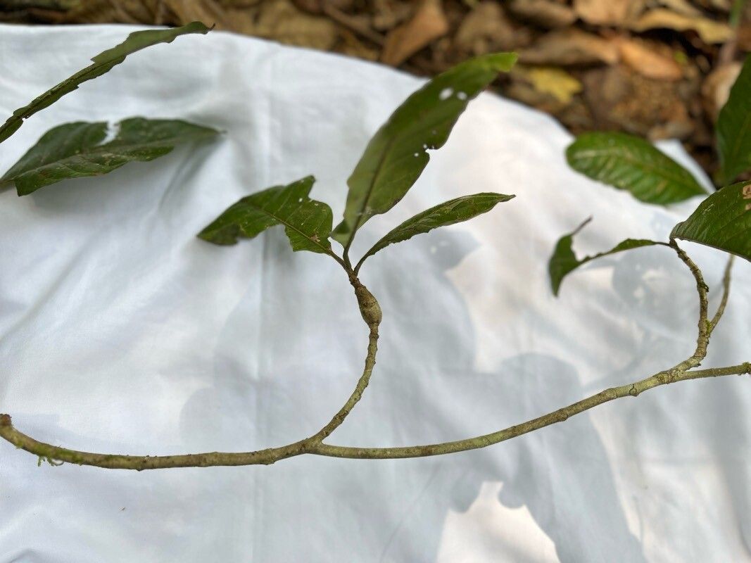 Byrsonima crispa — houseplant care guide