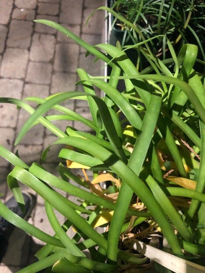 Agapanthus campanulatus leaf
