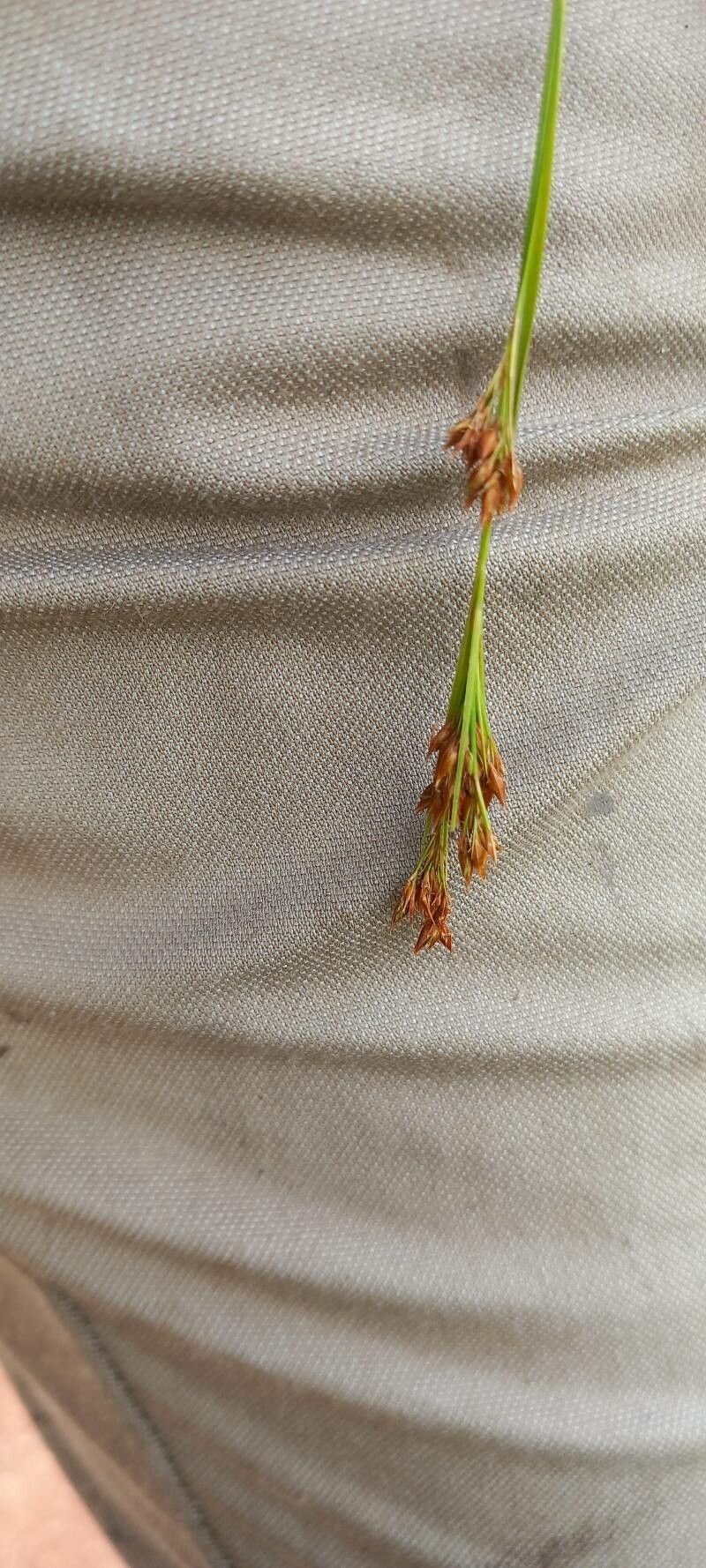 Rhynchospora rugosa — houseplant care guide