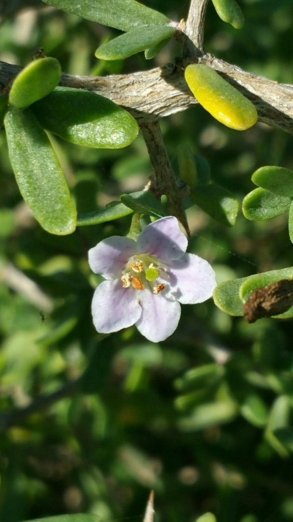 Lycium acutifolium flower