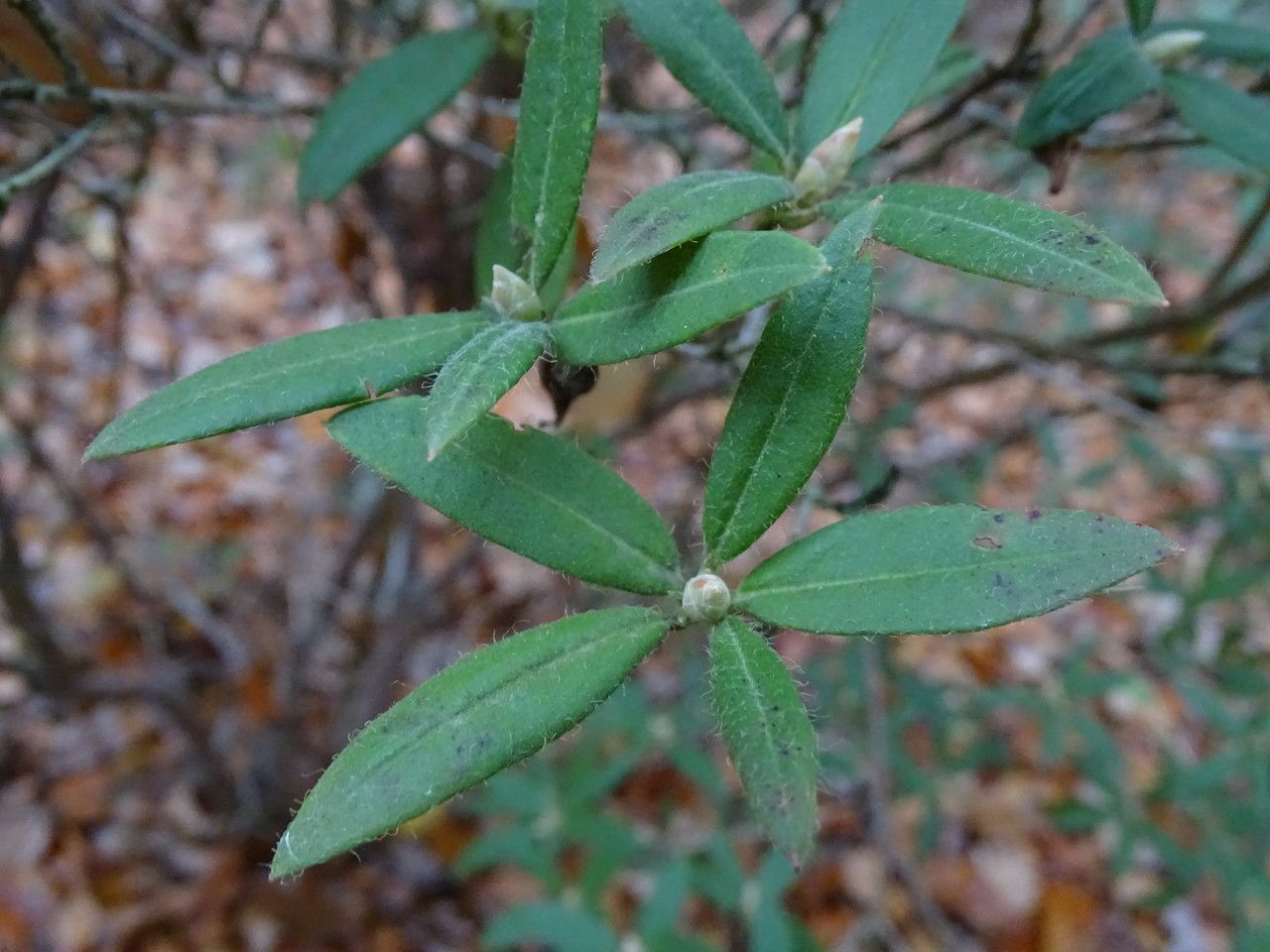 Rhododendron scabrifolium — houseplant care guide