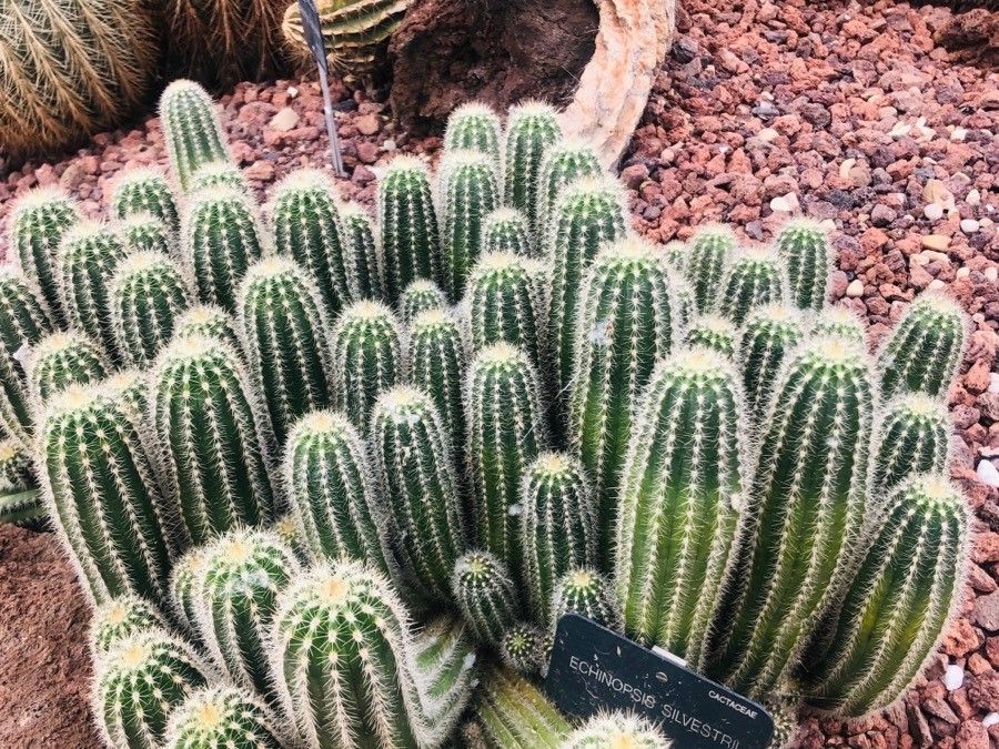 Echinopsis albispinosa leaf