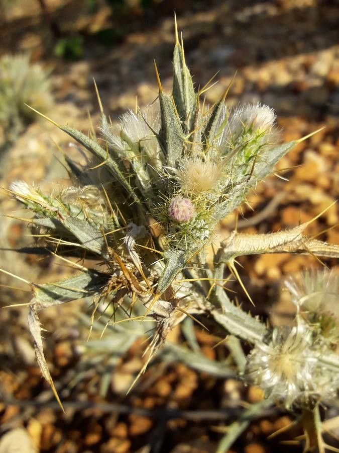 Picnomon acarna flower