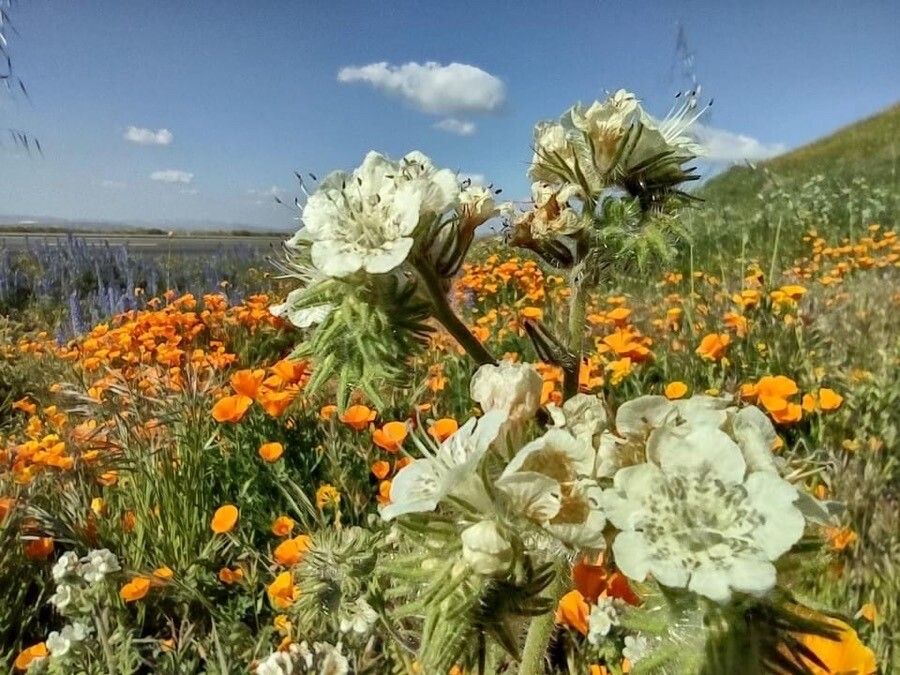 Phacelia distans fruit