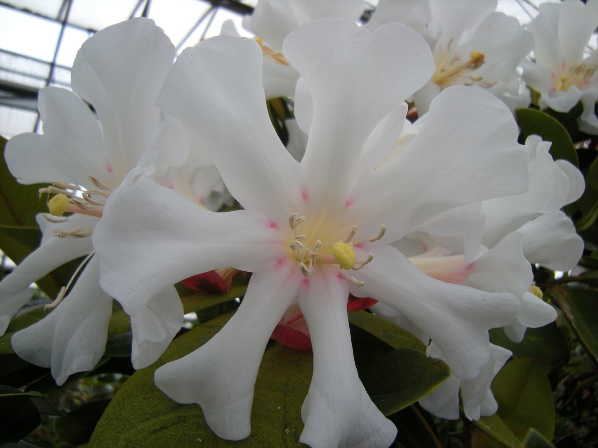 Rhododendron leucogigas flower