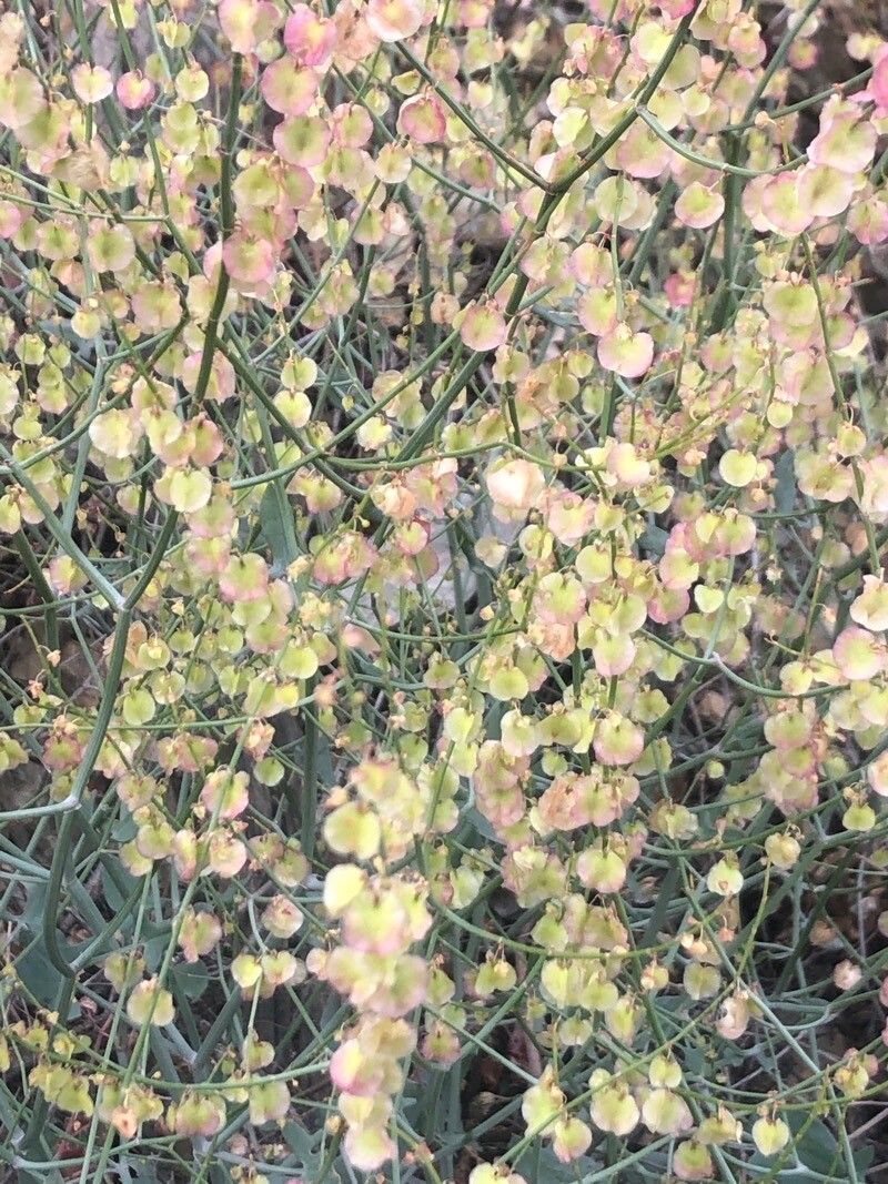 Rumex scutatus flower