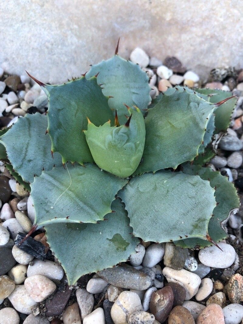 Agave isthmensis leaf