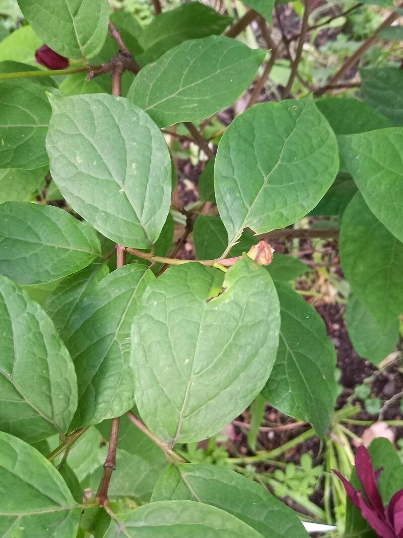 Calycanthus × raulstonii — related species from the same genus