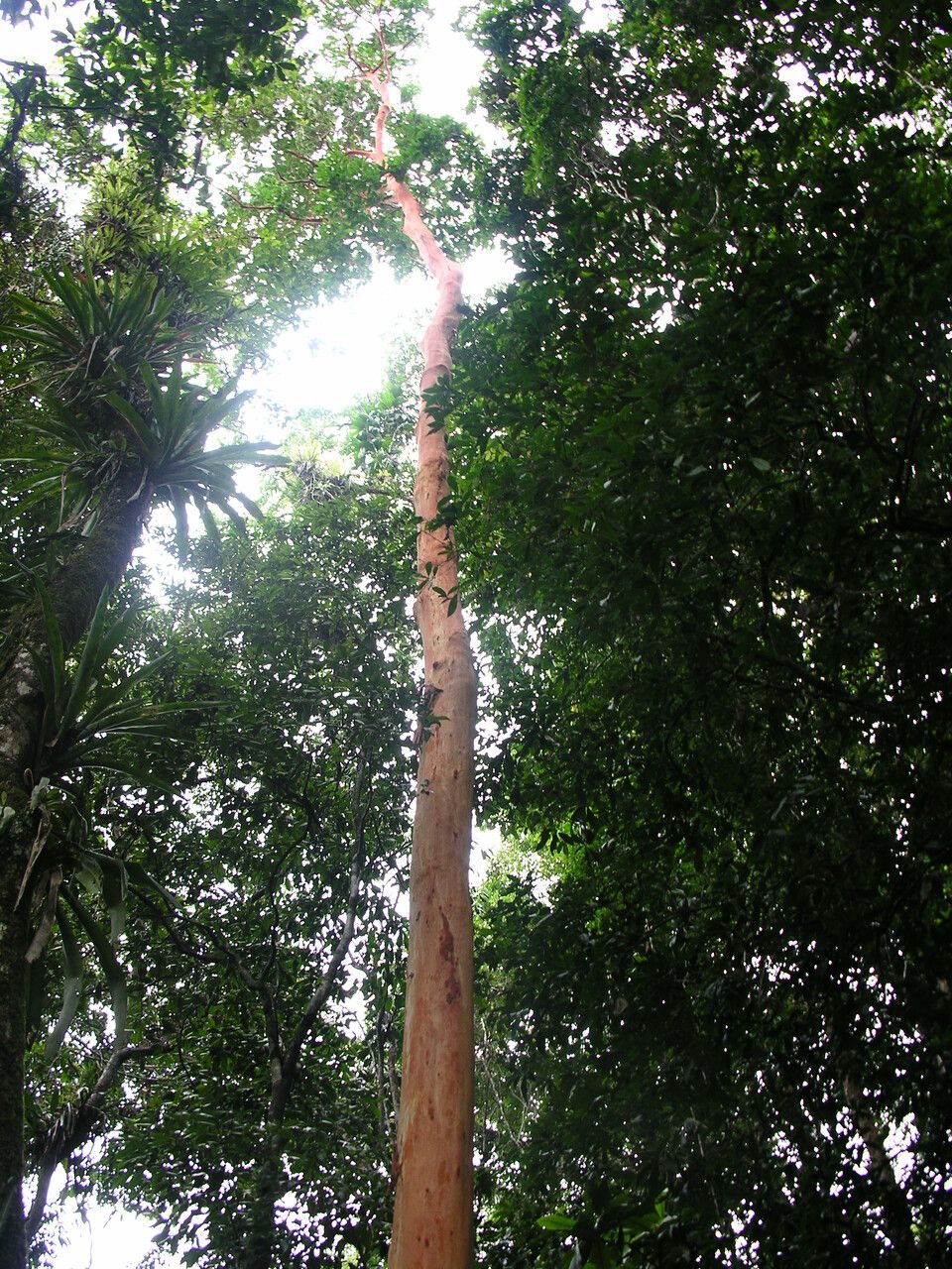 Eugenia multicostata habit