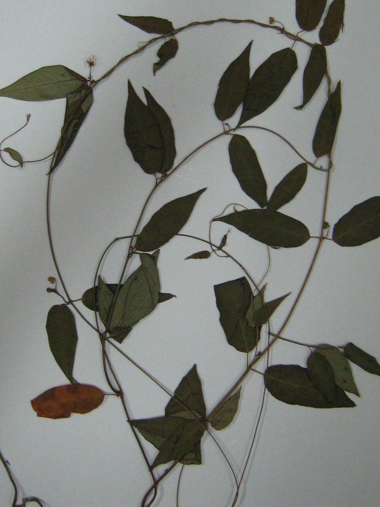 Matelea sastrei other