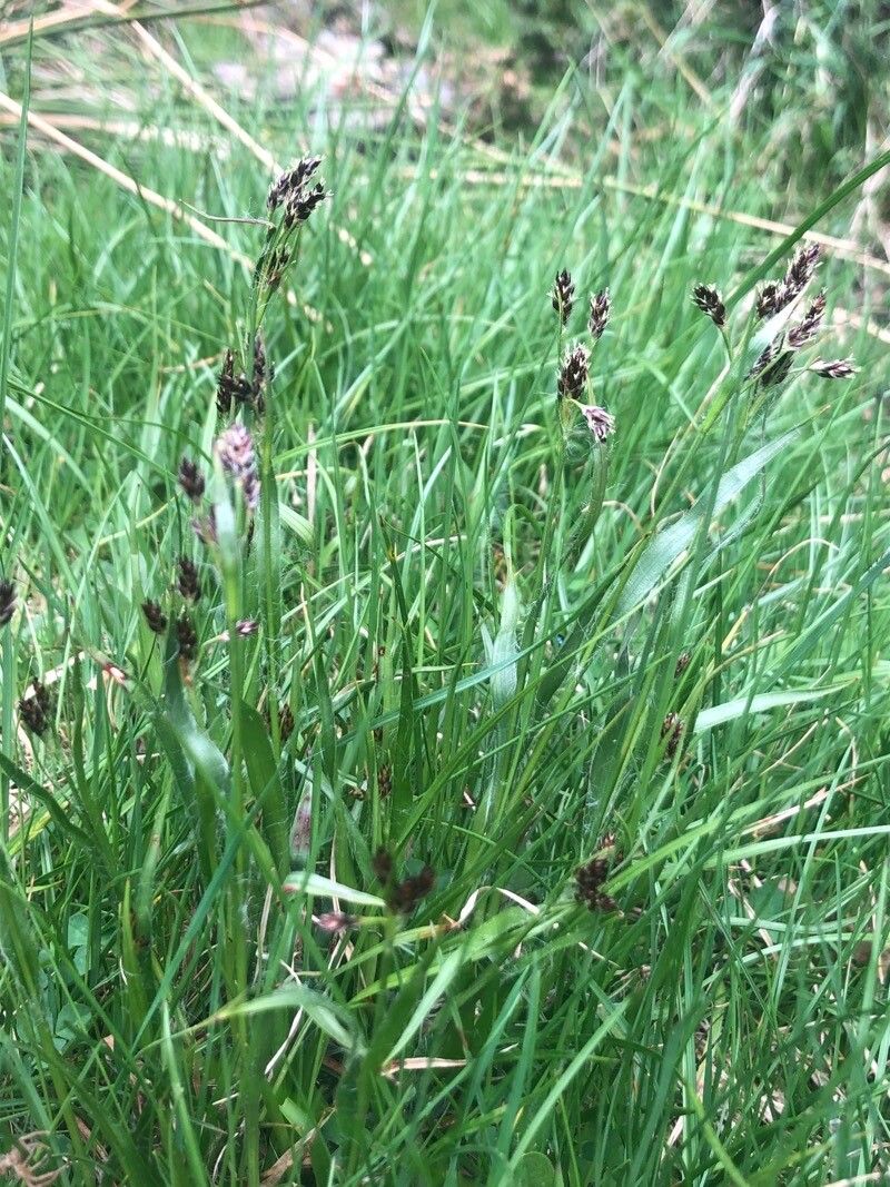 Luzula campestris leaf