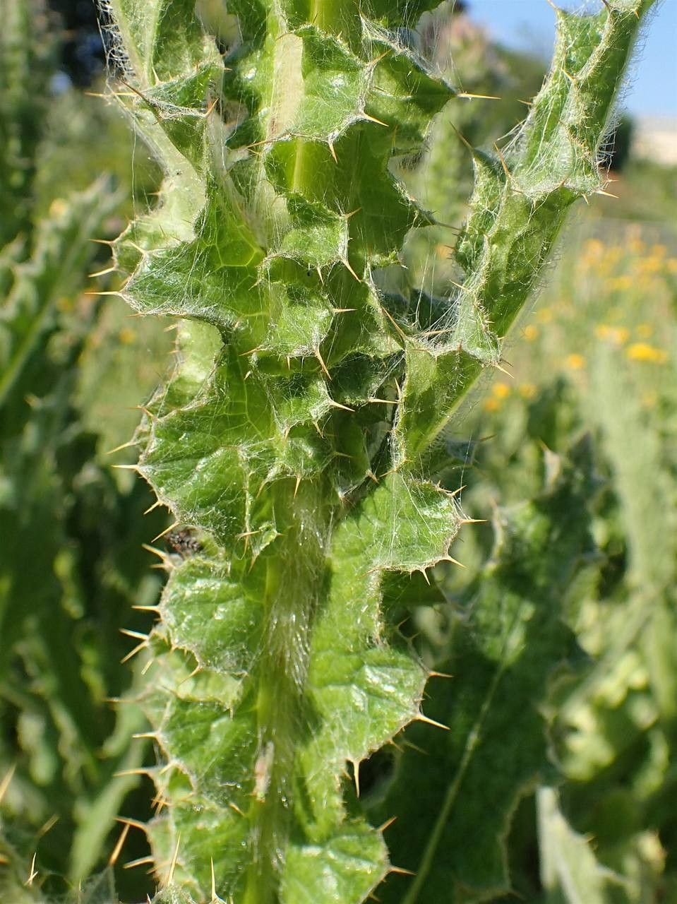 Berkheya purpurea bark