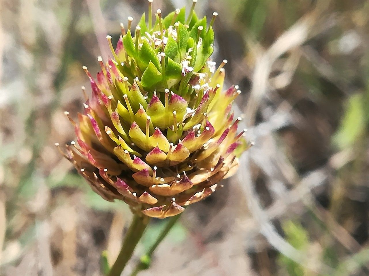 Iberis umbellata fruit