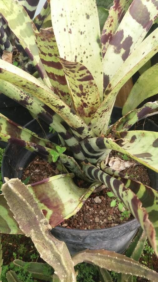 Vriesea pardalina — search result for 'Vriesea'