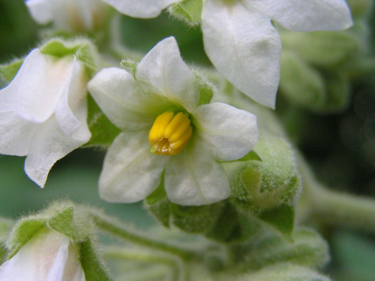 Solanum abutiloides flower