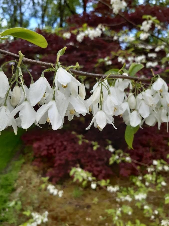 Halesia diptera flower