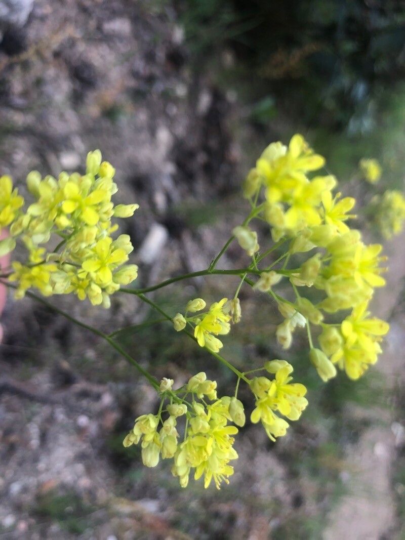 Biscutella valentina flower