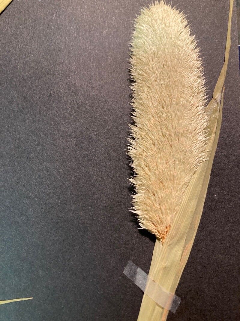 Phalaris paradoxa flower