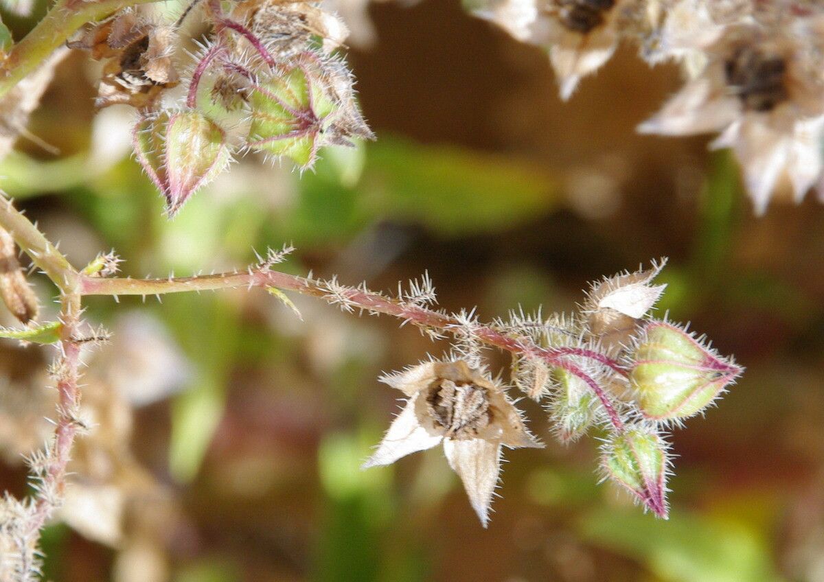 Trichodesma africanum flower