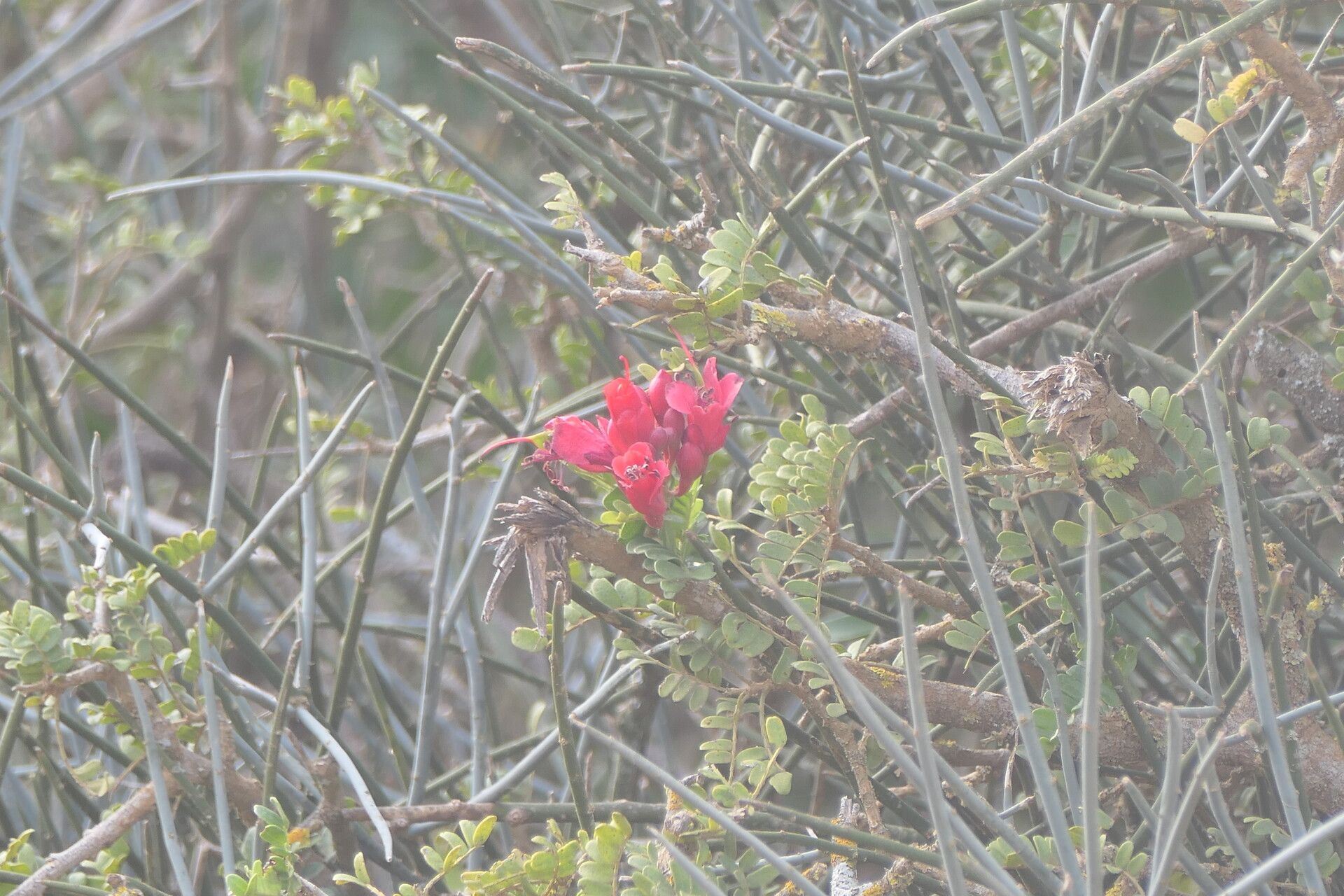 Cadaba aphylla — related species from the same genus