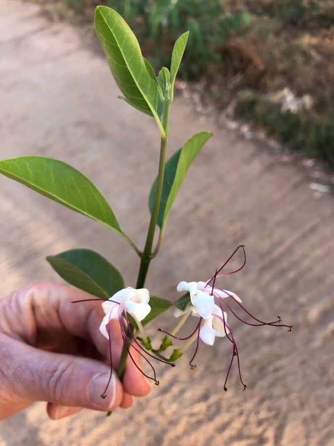 Volkameria inermis flower
