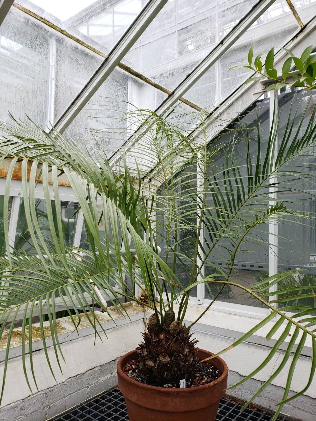 Microcycas calocoma habit