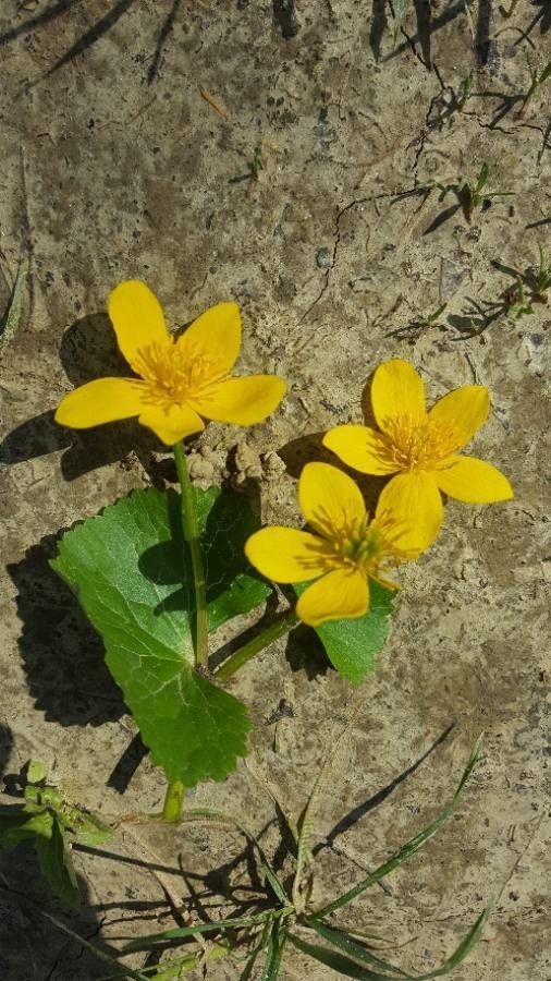 Ranunculus cortusifolius flower