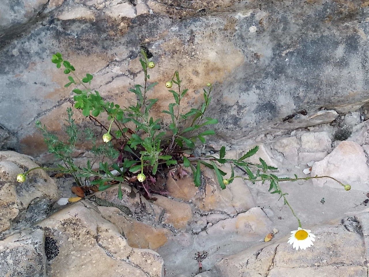 Leucanthemum delarbrei habit