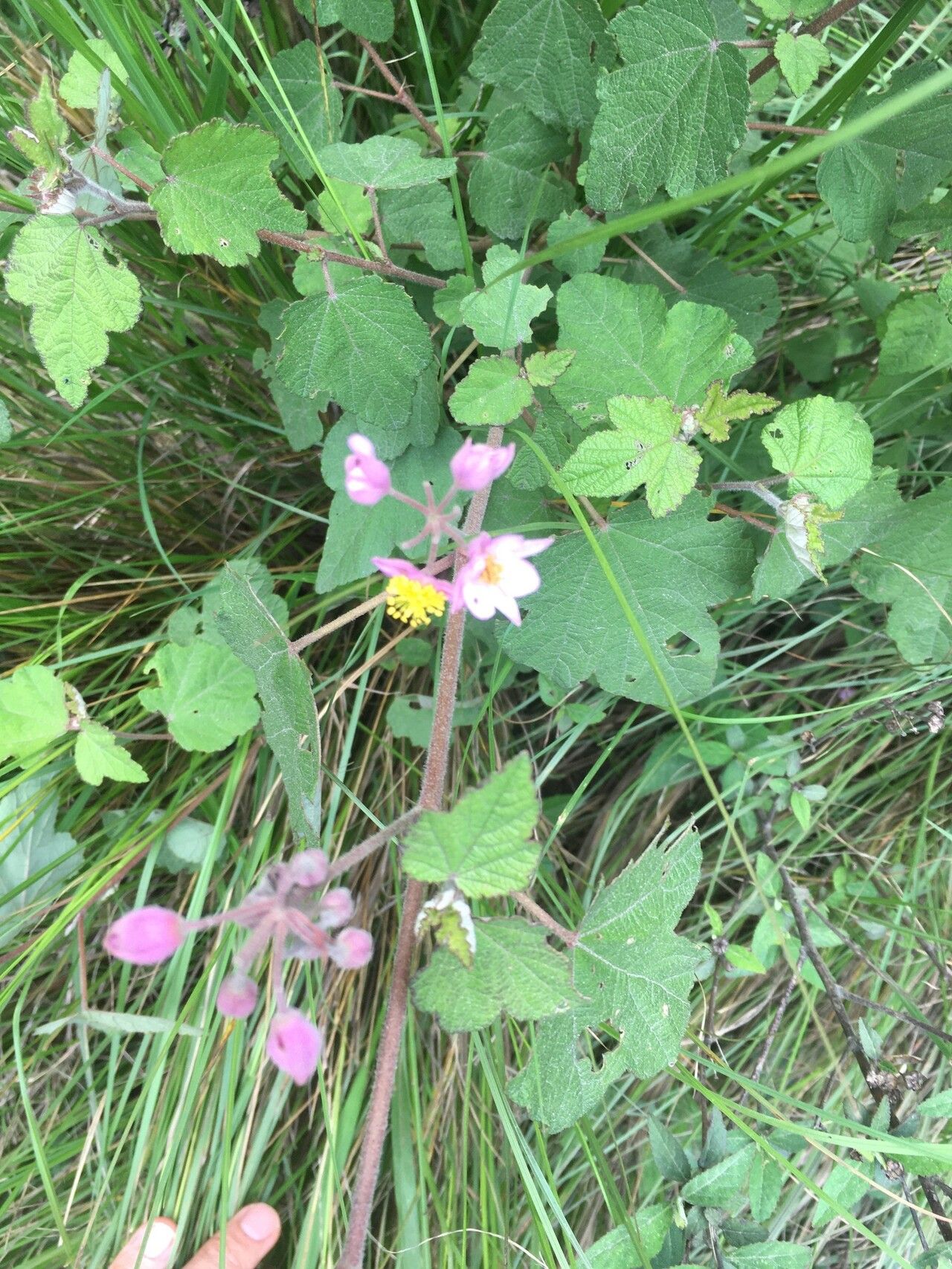Sparrmannia discolor flower