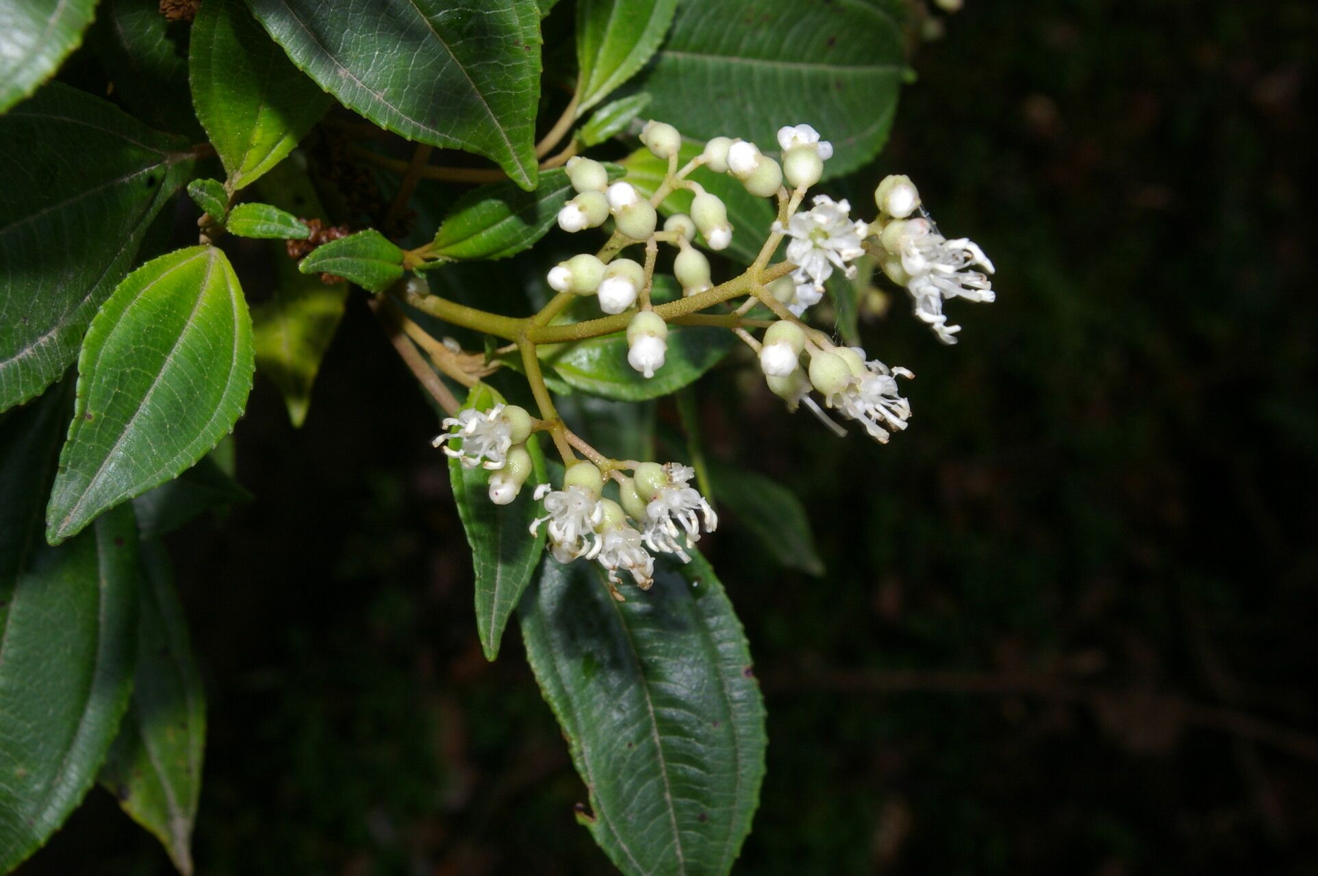Miconia biperulifera flower