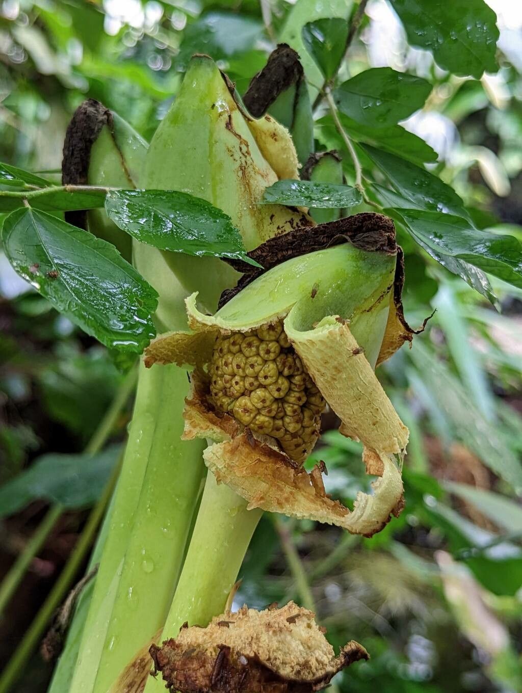 Leucocasia gigantea fruit