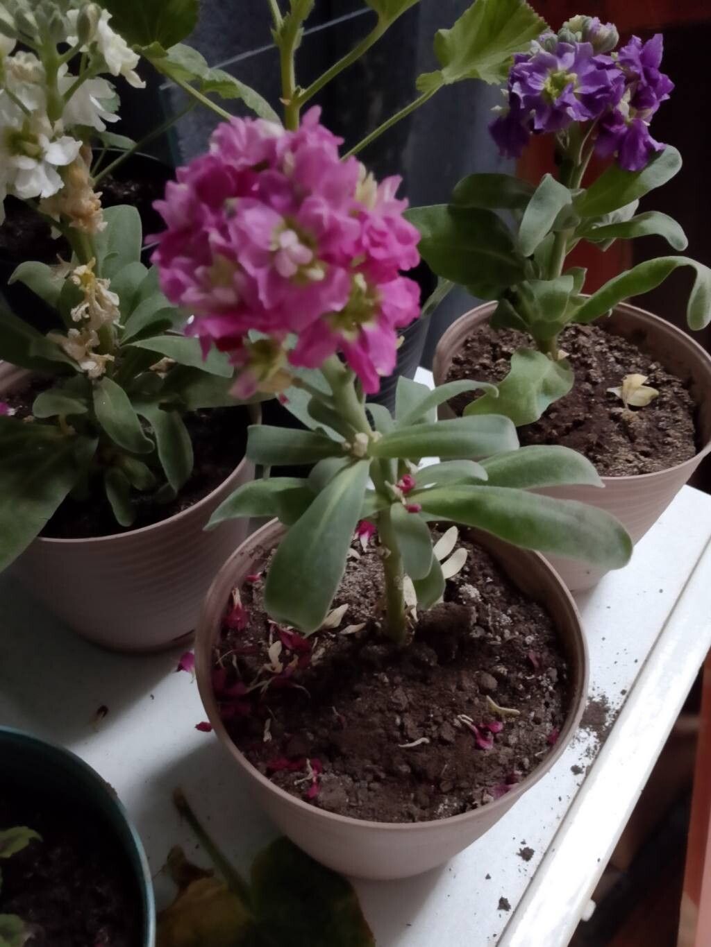 Lythrum acutangulum other